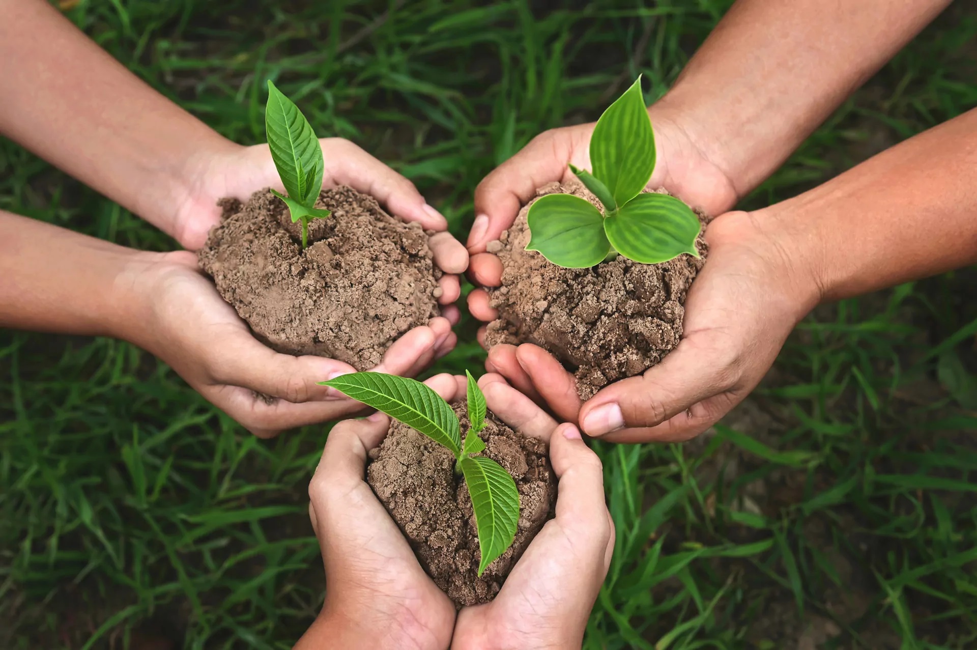 plant-seeds